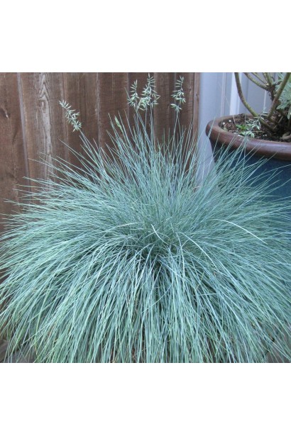 Festuca glauca/cinerea Intense Blue